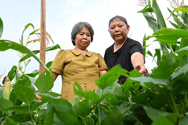 圖4 村民正在了解大豆的生長(zhǎng)情況.png