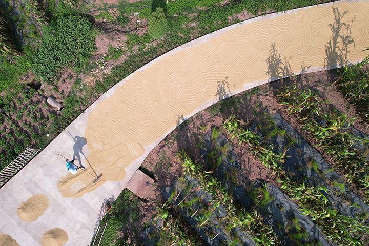 圖1  2023年8月23日，在四川省內江市東興區(qū)郭北鎮(zhèn)青臺村，農民利用晴好天氣晾曬稻谷。.png