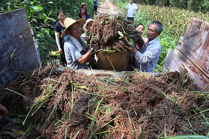 圖3  2023年8月23日，在四川省內江市東興區(qū)椑木鎮(zhèn)游家壩村，農民在收獲高粱。.png