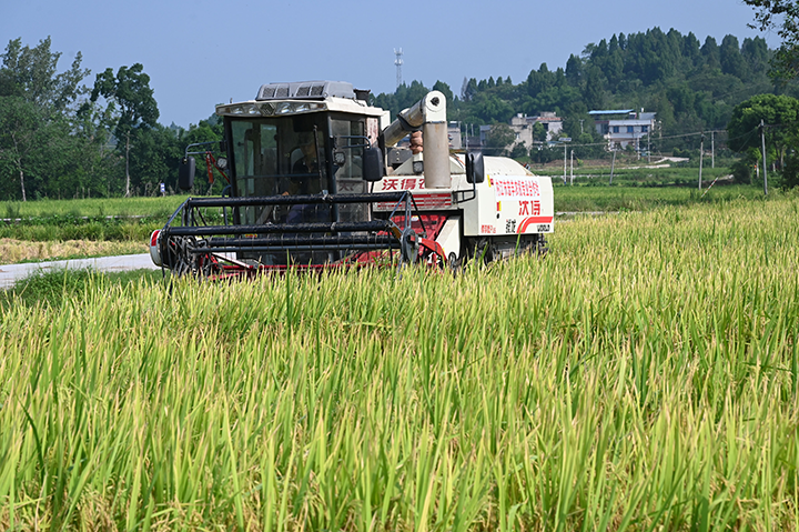 圖4  2023年8月23日，在四川省內江市東興區(qū)田家鎮(zhèn)正子村，農民駕駛農機收割水稻。.png