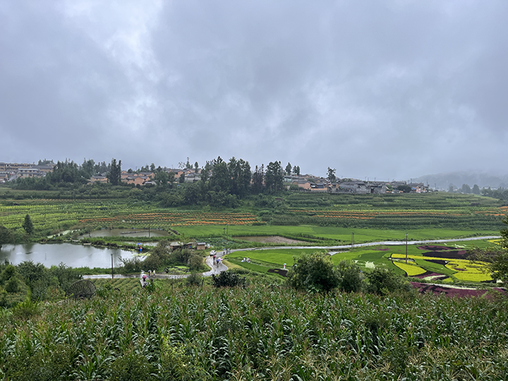 3 司莫拉村的稻田景觀(guān).png