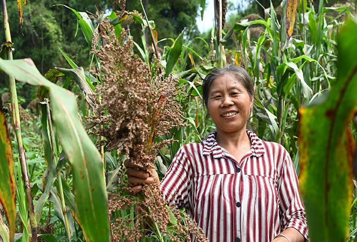 圖1 村民正在展示高粱.png