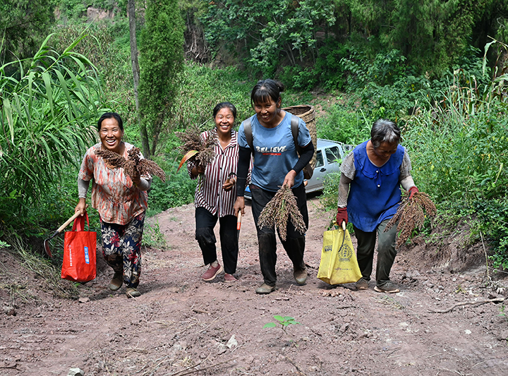 圖2  村民奔忙田間地塊搶收高粱.png