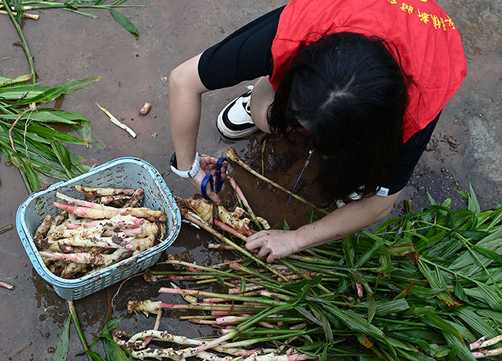 2  志愿者在首屆金秋生姜節(jié)現(xiàn)場幫助采挖游客剪禾裝框.png