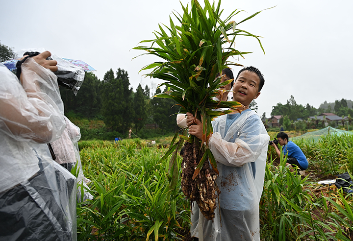 3  一名小男孩在首屆金秋生姜節(jié)采挖區(qū)體驗(yàn)剪禾的勞動(dòng)快樂.png