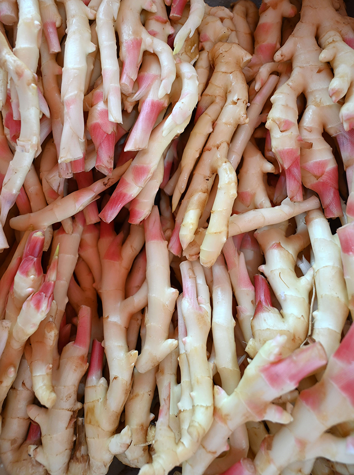 4  “永福生姜”喜獲豐收.png