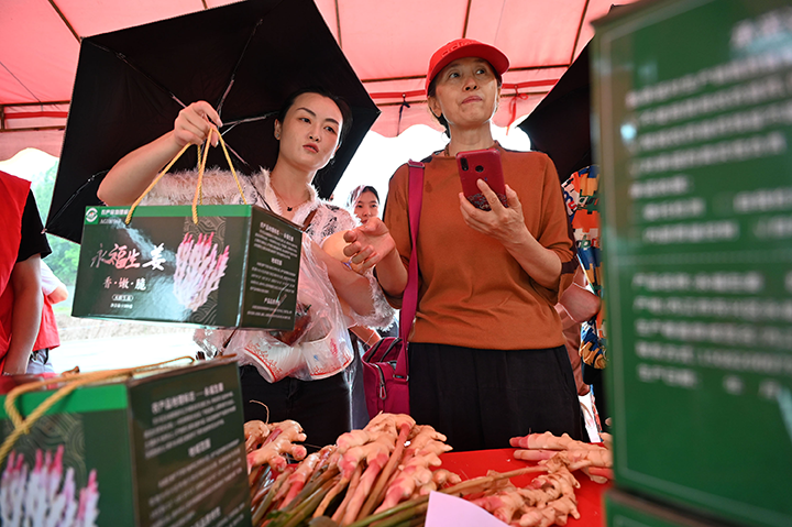 5  游客在首屆金秋生姜節(jié)集市區(qū)采購“永福生姜”.png