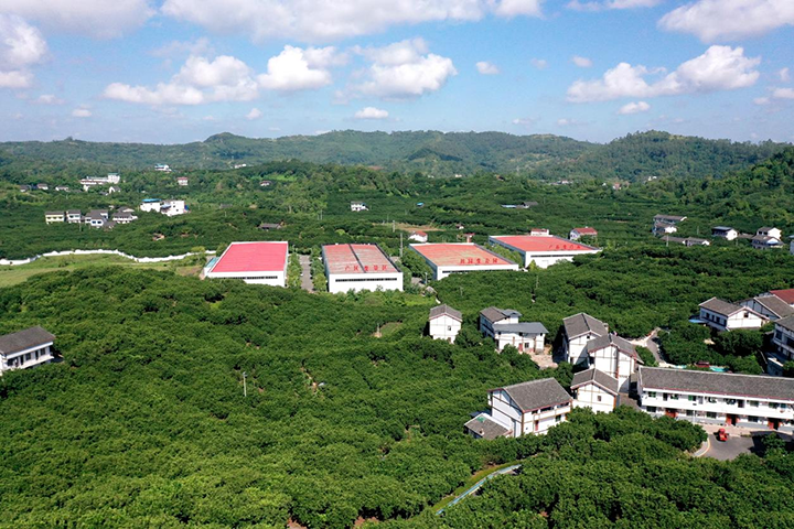 3  群策村成片的龍安柚、加工廠房與農(nóng)民新居美景如畫.png