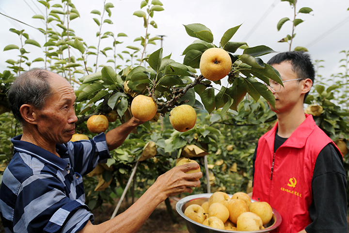 6大渡口鎮(zhèn)黨員志愿者在鳳凰湖村梨園幫助果農(nóng)采摘黃金梨.png