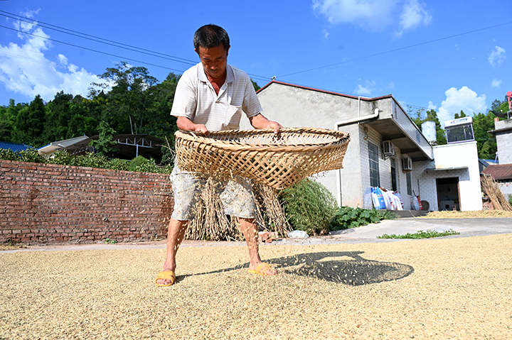 圖4 當?shù)剞r民在曬場晾曬稻谷.png