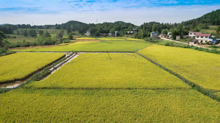 圖1 稻田馳騁.png