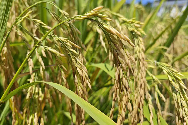 圖2 顆粒飽滿.png