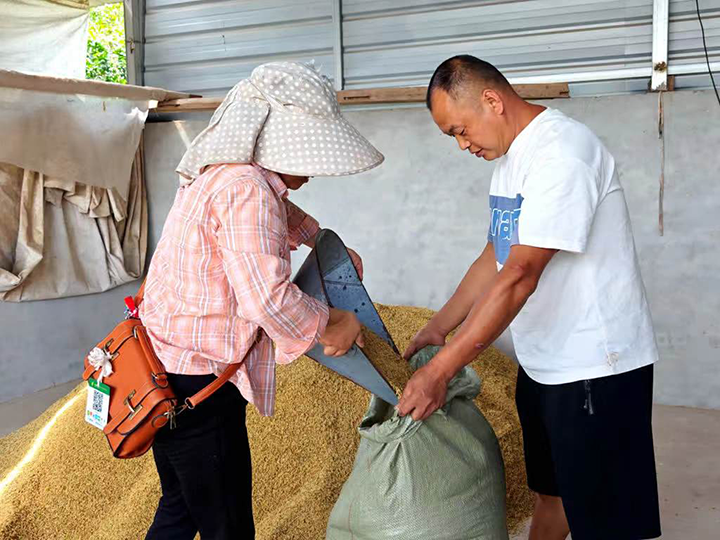 圖3 稻谷裝袋.png