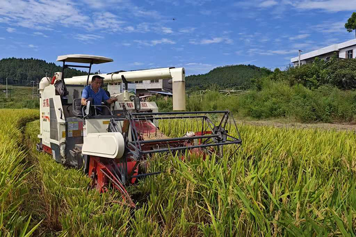 圖4 聯(lián)合收割機(jī)作業(yè).png