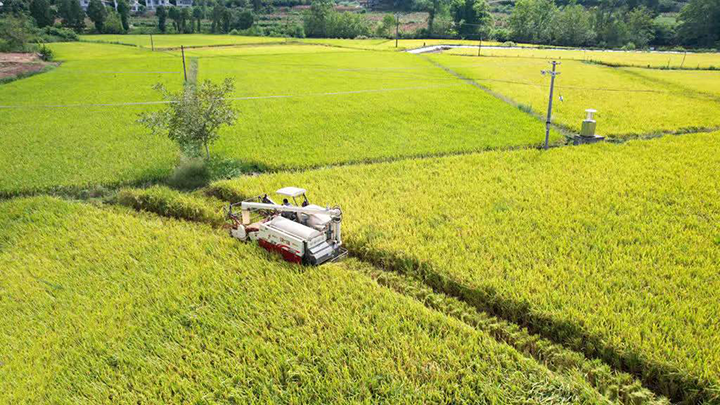 圖5 IPM綠色防控示范片.png