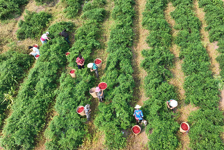 圖1  9月5日，四川省內(nèi)江市東興區(qū)順河鎮(zhèn)馬鞍村，椒農(nóng)揮汗采摘訂單海椒（無人機(jī)照片）。.png