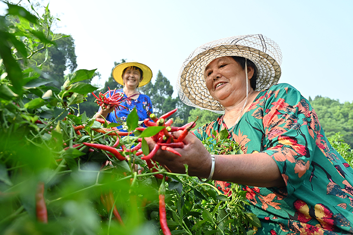 圖2  椒農(nóng)揮汗采摘訂單海椒.png