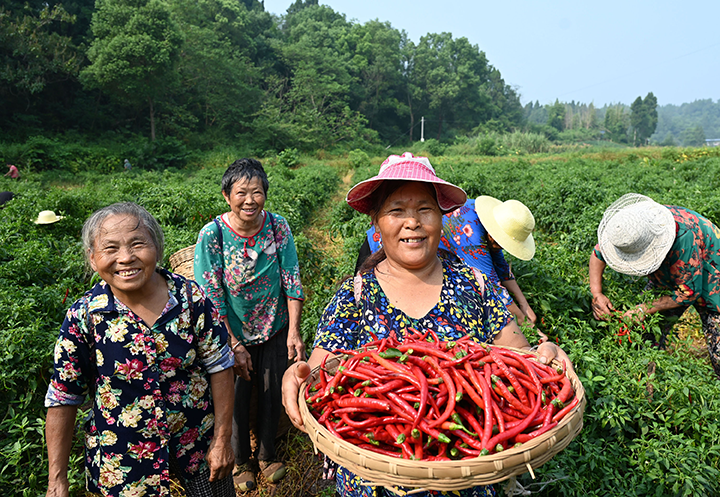 圖3  椒農(nóng)正在展示剛采摘的海椒.png