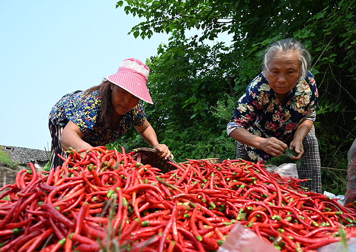 圖4  椒農(nóng)正在碼放、裝袋。.png