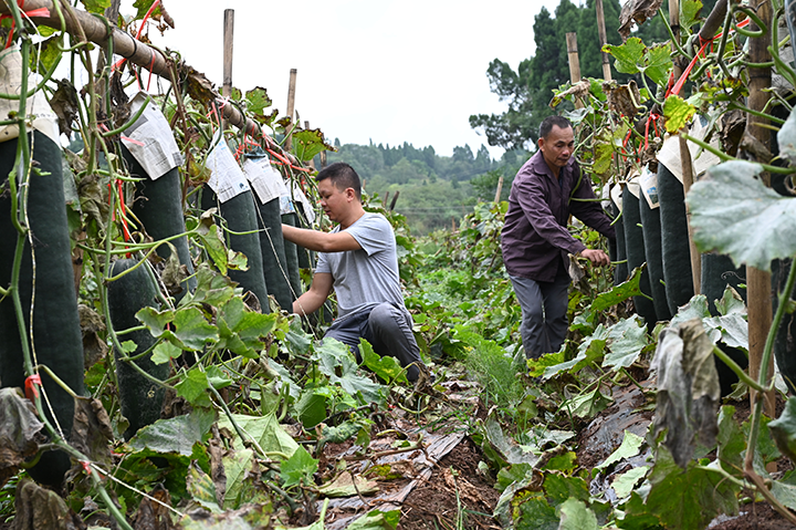 圖3  村民忙著采收黑皮東瓜.png