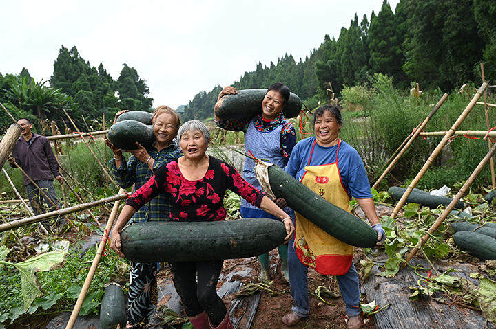 圖4  村民忙著轉(zhuǎn)運(yùn)黑皮東瓜.png