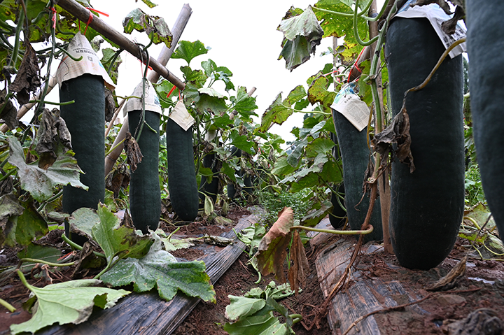 圖5  9月27日，內(nèi)江市東興區(qū)平坦鎮(zhèn)曬魚村黑皮東瓜喜獲豐收。.png
