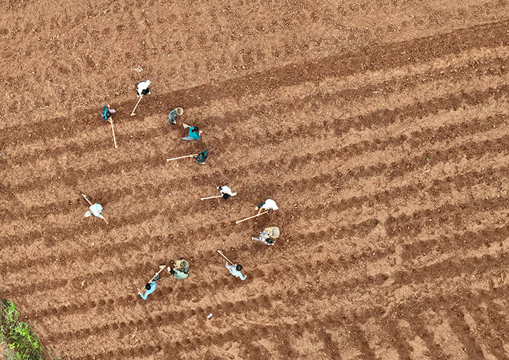 圖2  10月8日，內(nèi)江市東興區(qū)雙橋鎮(zhèn)司馬村，村民搶抓時(shí)節(jié)忙著播種土豆（無(wú)人機(jī)照片）。.png