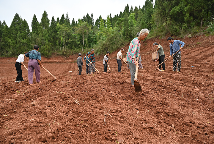 圖3  村民搶抓時(shí)節(jié)忙著播種土豆.png