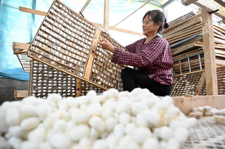 1  10月8日，內(nèi)江市東興區(qū)雙橋鎮(zhèn)雙流村，當?shù)匦Q農(nóng)正在采摘蠶繭。.png