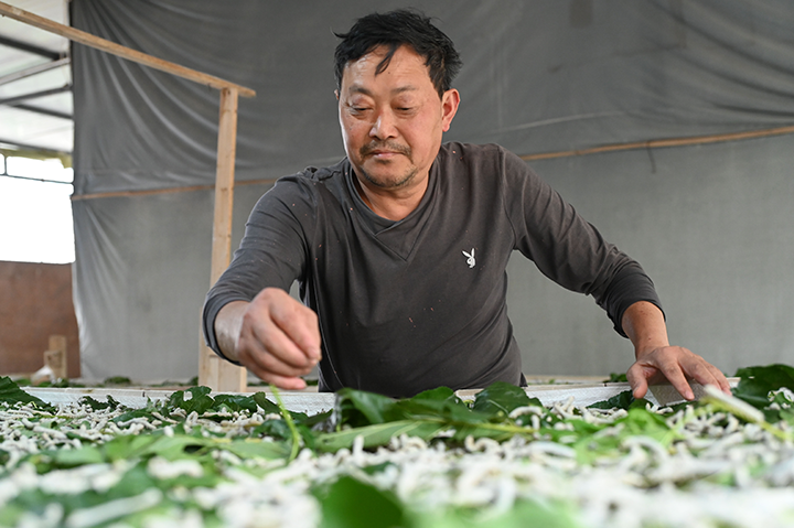 2  當?shù)匦Q農(nóng)正在分梯次疊加飼養(yǎng)第八、九批次蠶。.png