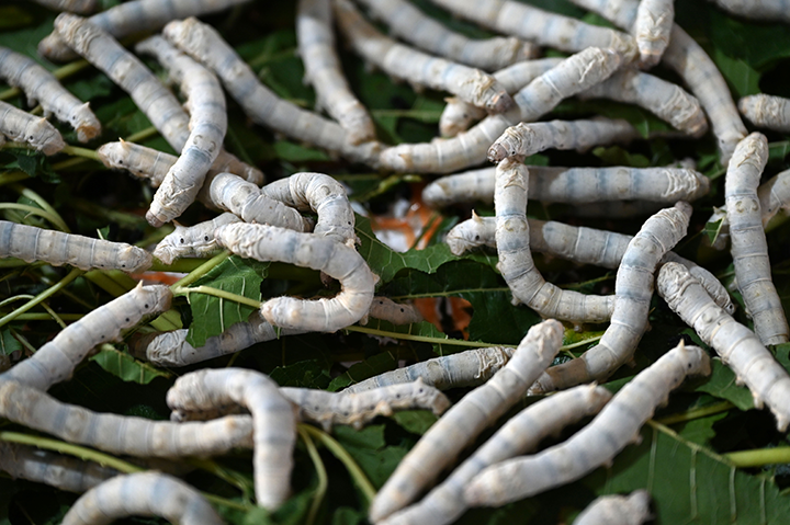 3  長勢喜人的第八批次蠶.png