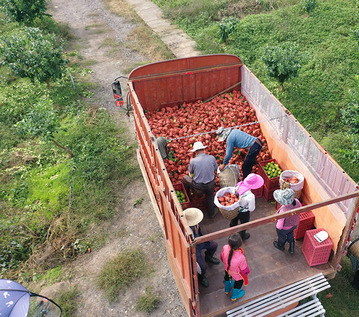 4. 2023年10月16日，四川省廣安市廣安區(qū)大安鎮(zhèn)一家農(nóng)業(yè)公司的檸檬種植基地內(nèi)，村民在轉(zhuǎn)運剛剛采收的檸檬。.png