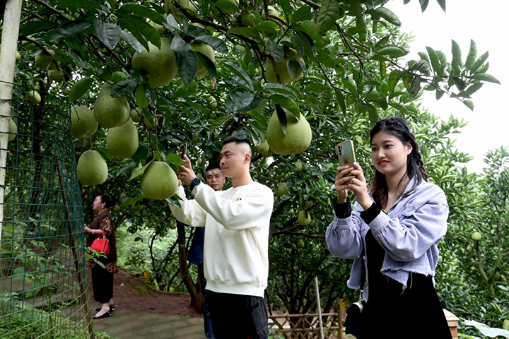 圖1  10月18日，四川省廣安市廣安區(qū)龍安柚現(xiàn)代農(nóng)業(yè)園區(qū)龍安鄉(xiāng)群策村龍安柚種植基地，游客用手機(jī)拍攝已經(jīng)成熟即將采收的龍安柚，分享豐收喜悅。.png