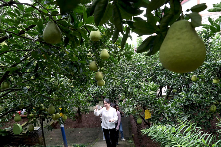 圖3  龍安鄉(xiāng)小學(xué)教師用手機(jī)拍攝已經(jīng)成熟即將采收的龍安柚，為家鄉(xiāng)農(nóng)產(chǎn)品代言，分享豐收喜悅。.png