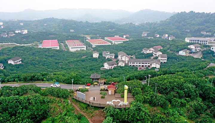 圖4 10月18日，四川省廣安市廣安區(qū)龍安柚現(xiàn)代農(nóng)業(yè)園區(qū)龍安鄉(xiāng)群策村龍安柚種植基地柚林、柚果與川東民居、遠(yuǎn)山構(gòu)成一幅鄉(xiāng)村振興豐收新畫卷。（無人機(jī)拍攝）.png