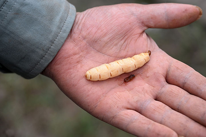 4 白蟻防治人員展示近期捕捉到的蟻王和蟻后.jpg