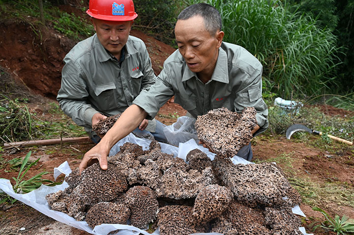 5 白蟻防治人員正在清理挖掘出的白蟻巢穴.jpg