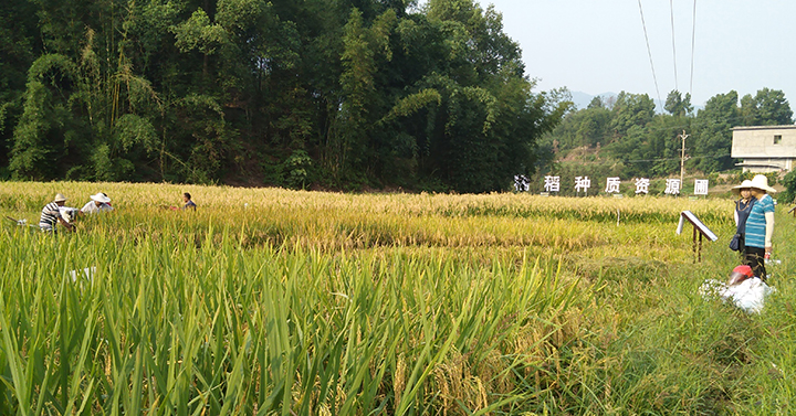 1糯稻種質(zhì)資源收割場(chǎng)景.jpg