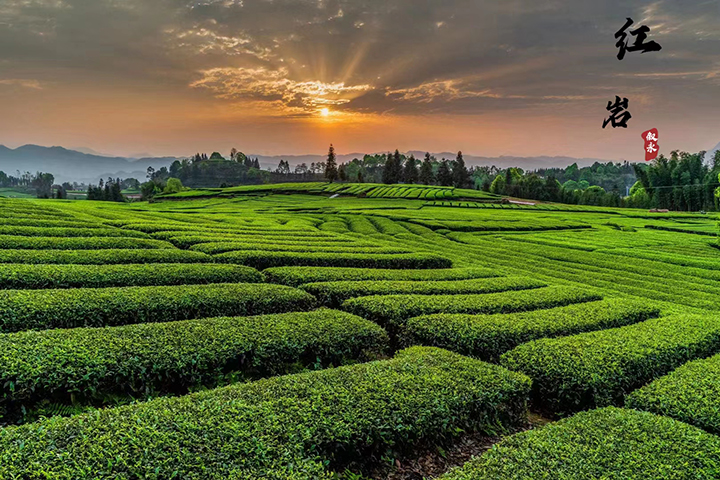3敘永鎮(zhèn)紅巖茶山.jpg