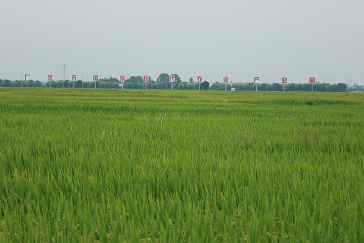 1699002995849810.jpg 1廣漢市國家現(xiàn)代農(nóng)業(yè)產(chǎn)業(yè)園核心區(qū)域 周淼葭 攝.jpg