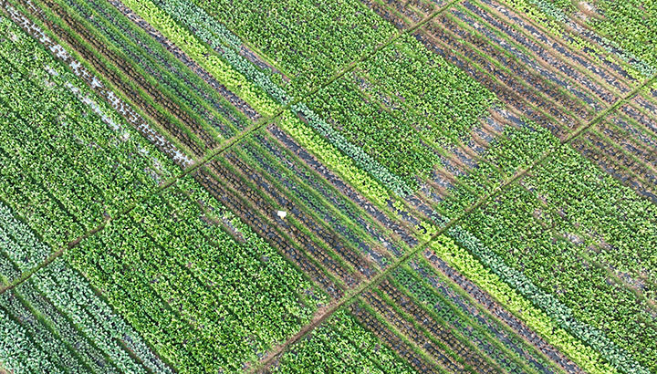 圖1  近日，內(nèi)江市東興區(qū)田家鎮(zhèn)趙家壩社區(qū)，市農(nóng)科院經(jīng)營的精品蔬菜長勢喜人。.jpg