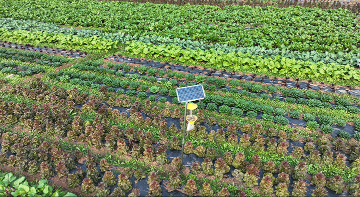 圖2  近日在內(nèi)江市東興區(qū)田家鎮(zhèn)趙家壩社區(qū)拍攝的生物防蟲裝置.jpg