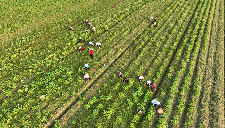 圖4  近日，內(nèi)江市東興區(qū)田家鎮(zhèn)火花村，村民在秋土豆基地除草。.jpg