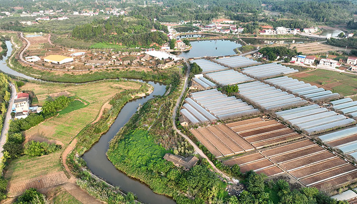 圖5  近日，內(nèi)江市東興區(qū)田家鎮(zhèn)正子村，村民在秋菜地里勞作。.jpg
