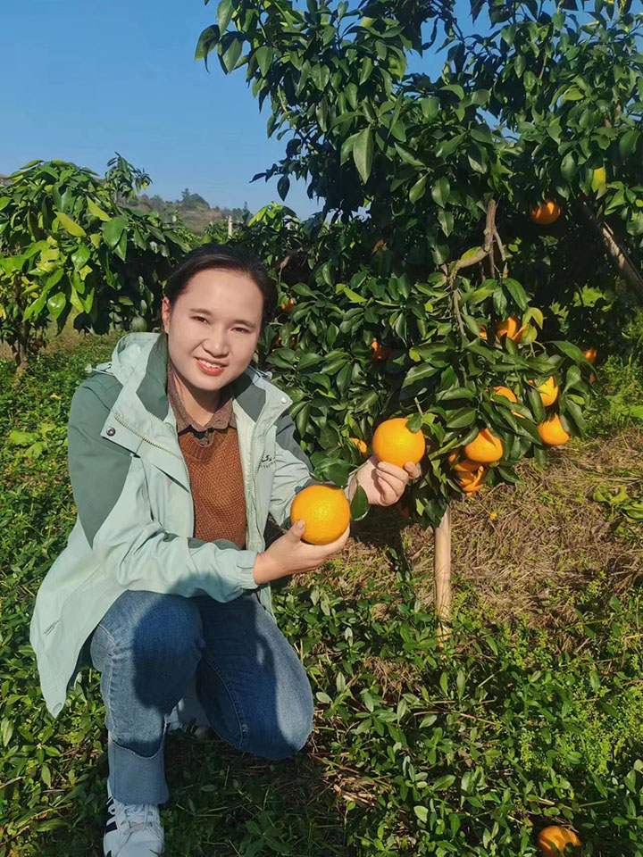 圖1  市民楊志麗正在采摘愛(ài)媛.jpg