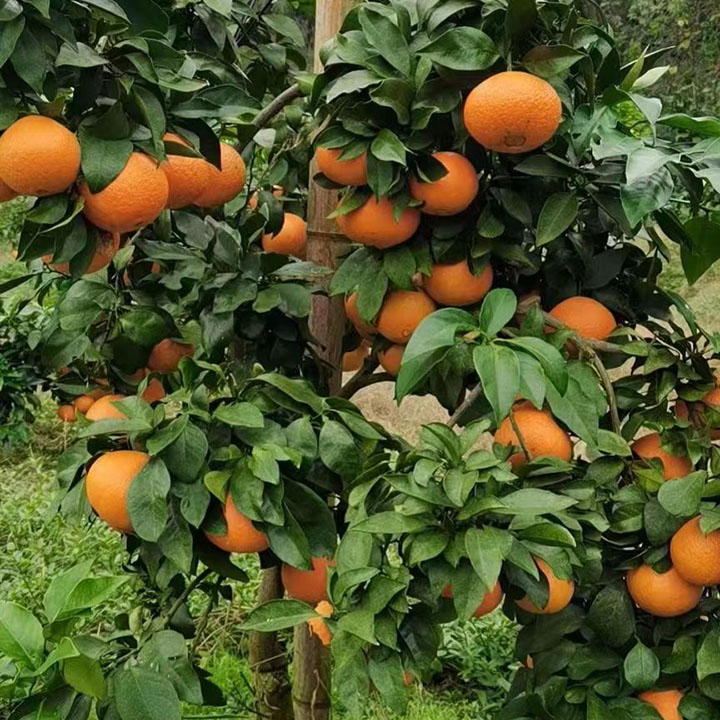 圖3 成熟的愛(ài)媛.jpg