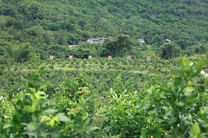 2雙新村的紅橙產(chǎn)業(yè)基地.jpg