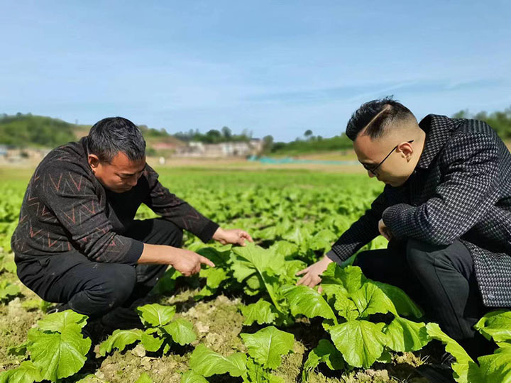1700468390465340.jpg 圖2 豐禾鎮(zhèn)容創(chuàng)好蔬菜生態(tài)農(nóng)場(chǎng)業(yè)主張培洪和豐禾農(nóng)業(yè)服務(wù)中心工作人員一起察看榨菜長(zhǎng)勢(shì).jpg