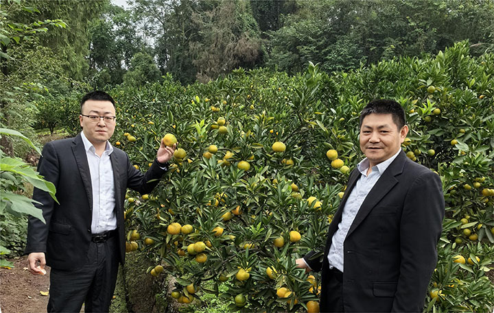 1700637541553303.jpg 1客戶經(jīng)理實(shí)地考察果園情況.jpg
