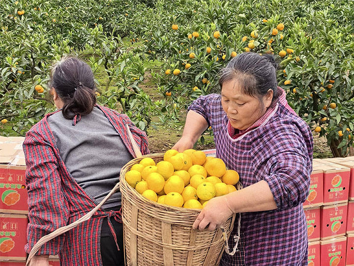 1700637546469985.jpg 2果農(nóng)們正在按訂單打包蜜桔.jpg